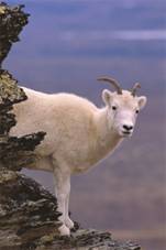 http://www.travelalaskaoutdoors.com/images/gallery/slideshow/XX%20Dall%20Sheep%20large.jpg